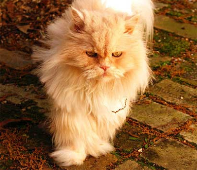 Герои на V курс Cameo persian cat